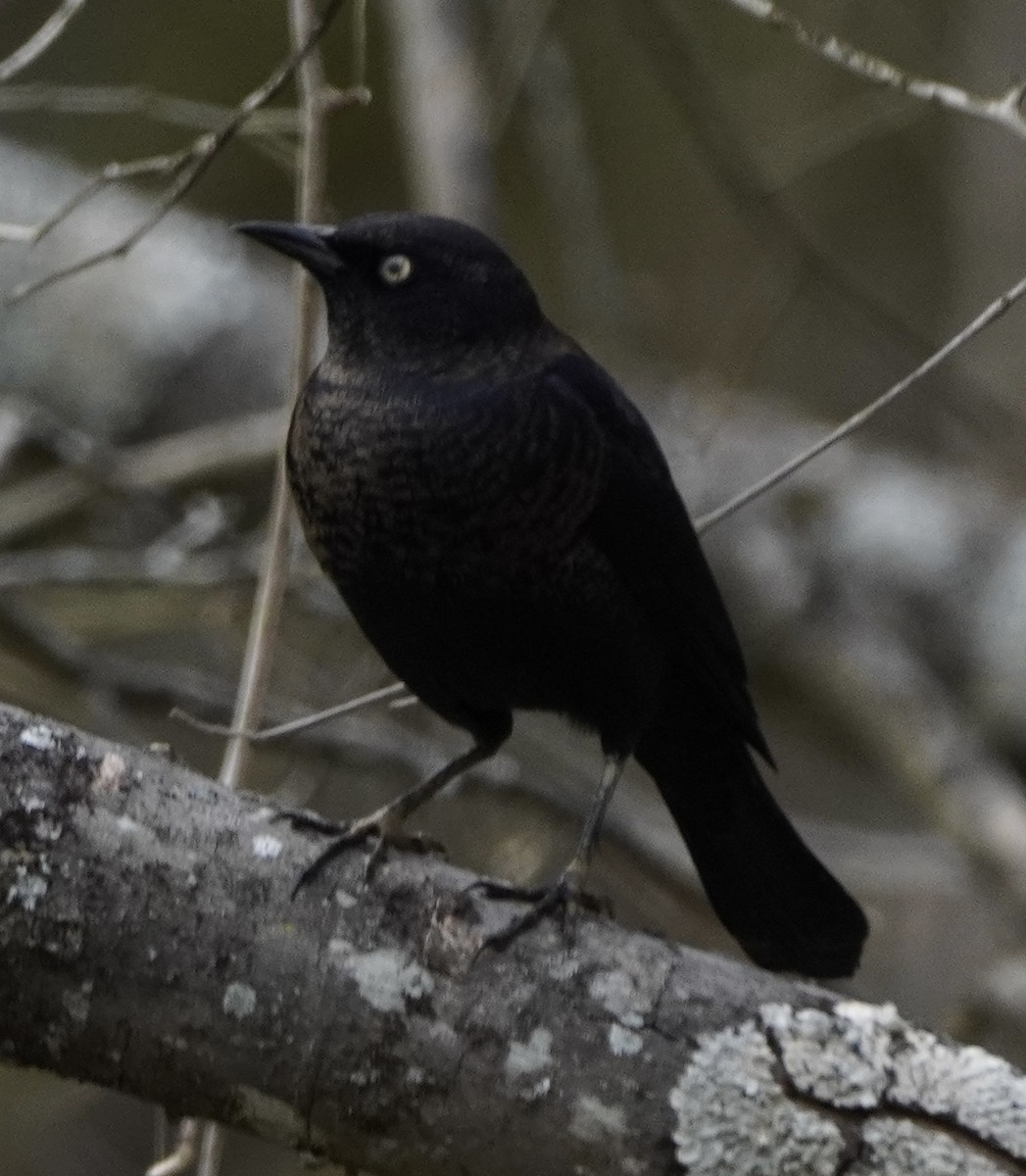 Rusty Blackbird - ML498417821