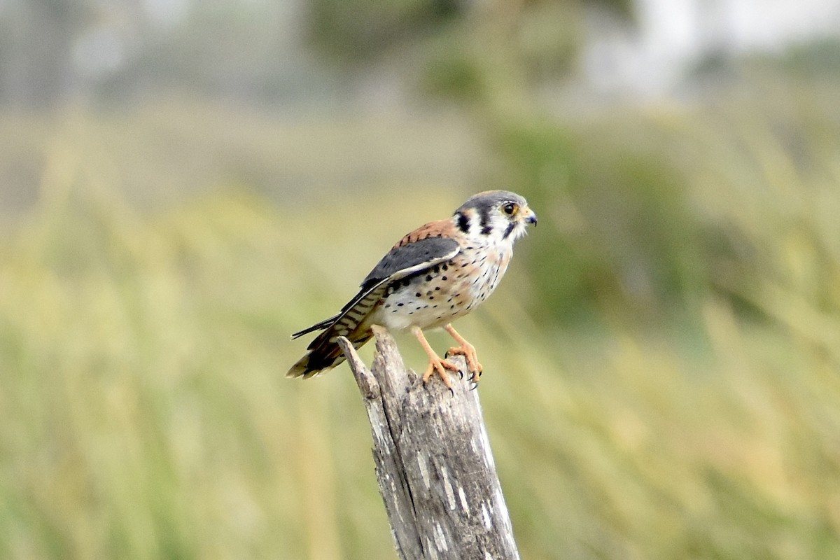 American Kestrel - Paul Nelson