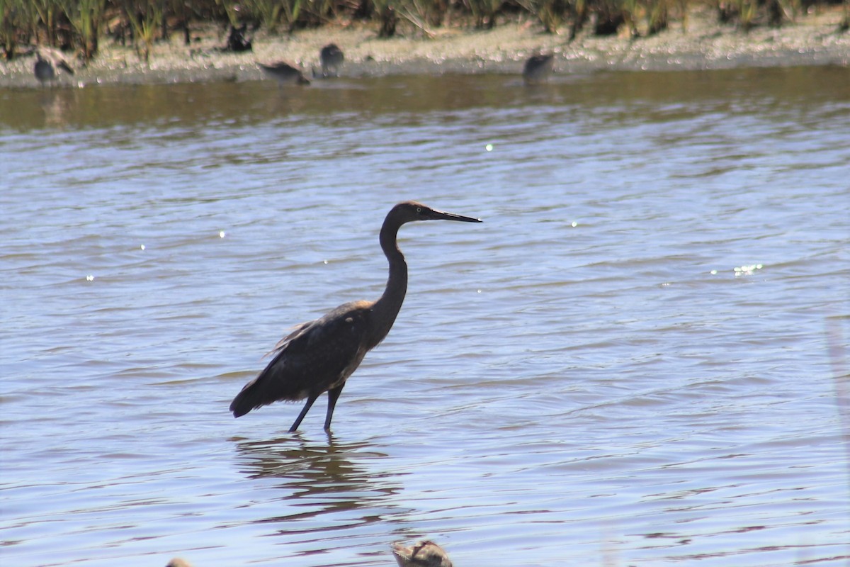 Reddish Egret - ML498418261