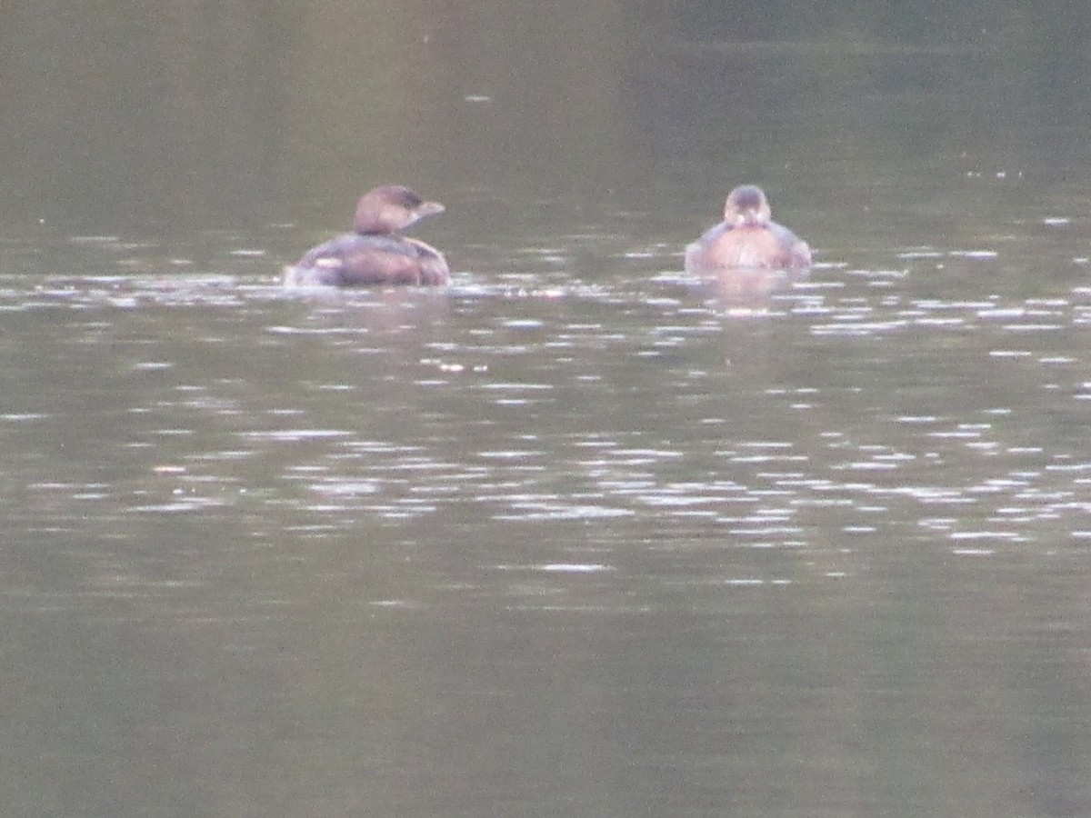 Pied-billed Grebe - ML498423671