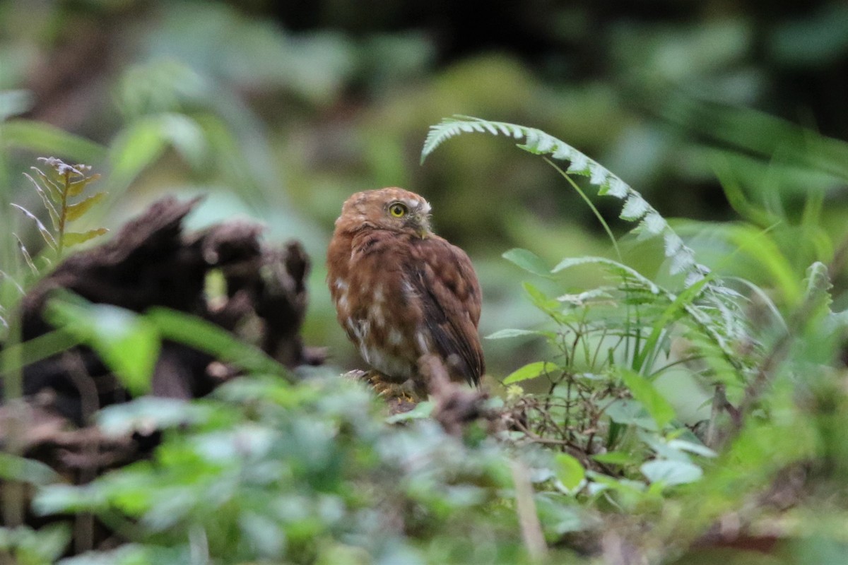 Costa Rican Pygmy-Owl - ML498424491