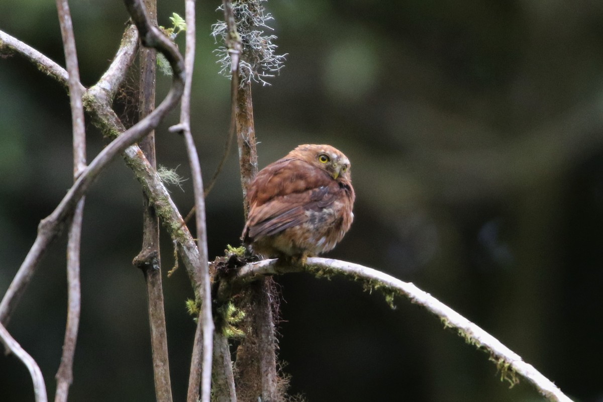 Costa Rican Pygmy-Owl - ML498424501