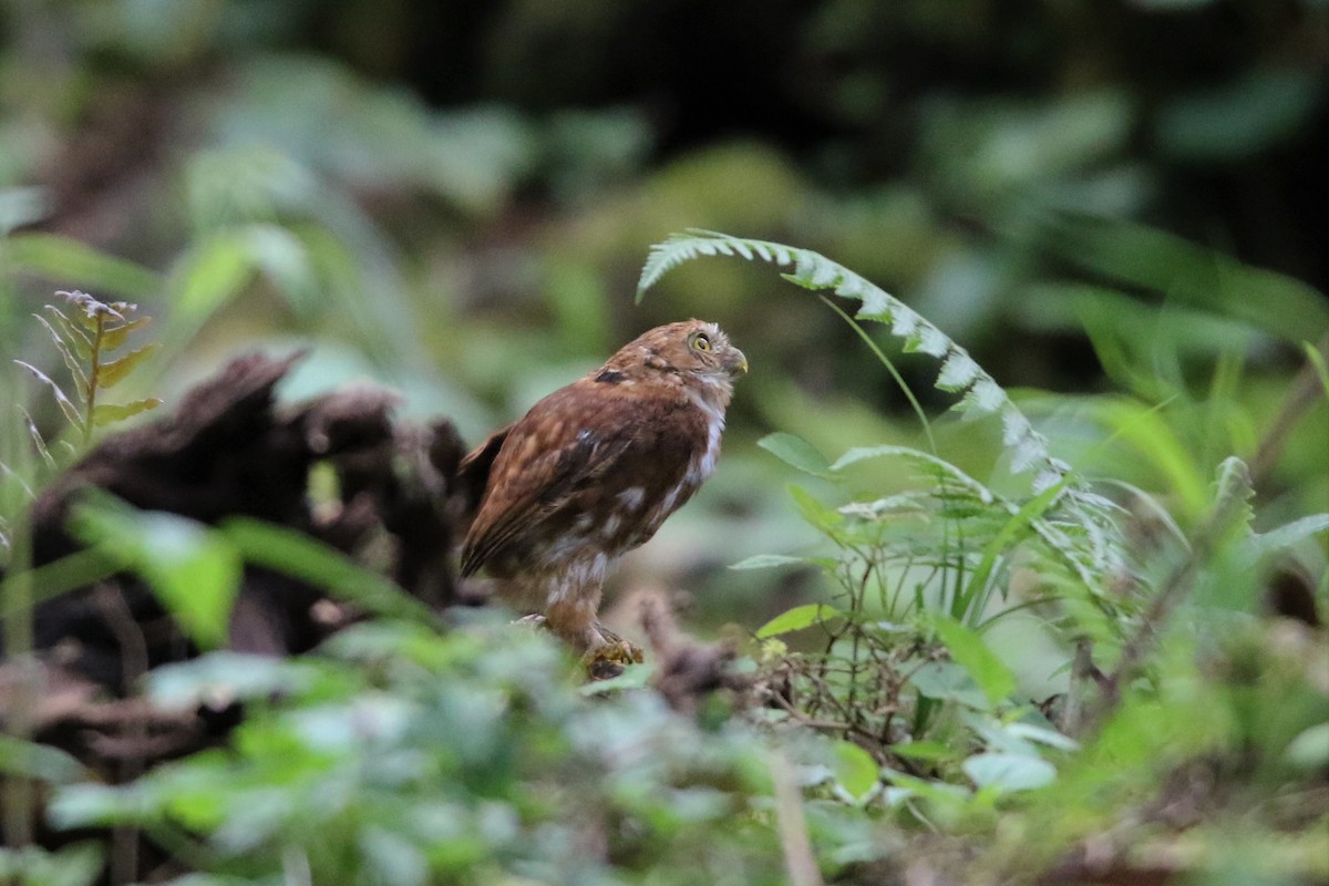 Costa Rican Pygmy-Owl - ML498424511