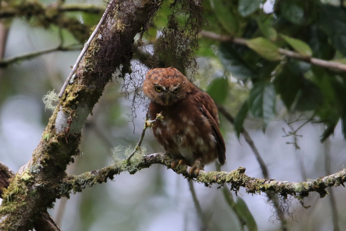 Costa Rican Pygmy-Owl - ML498424521