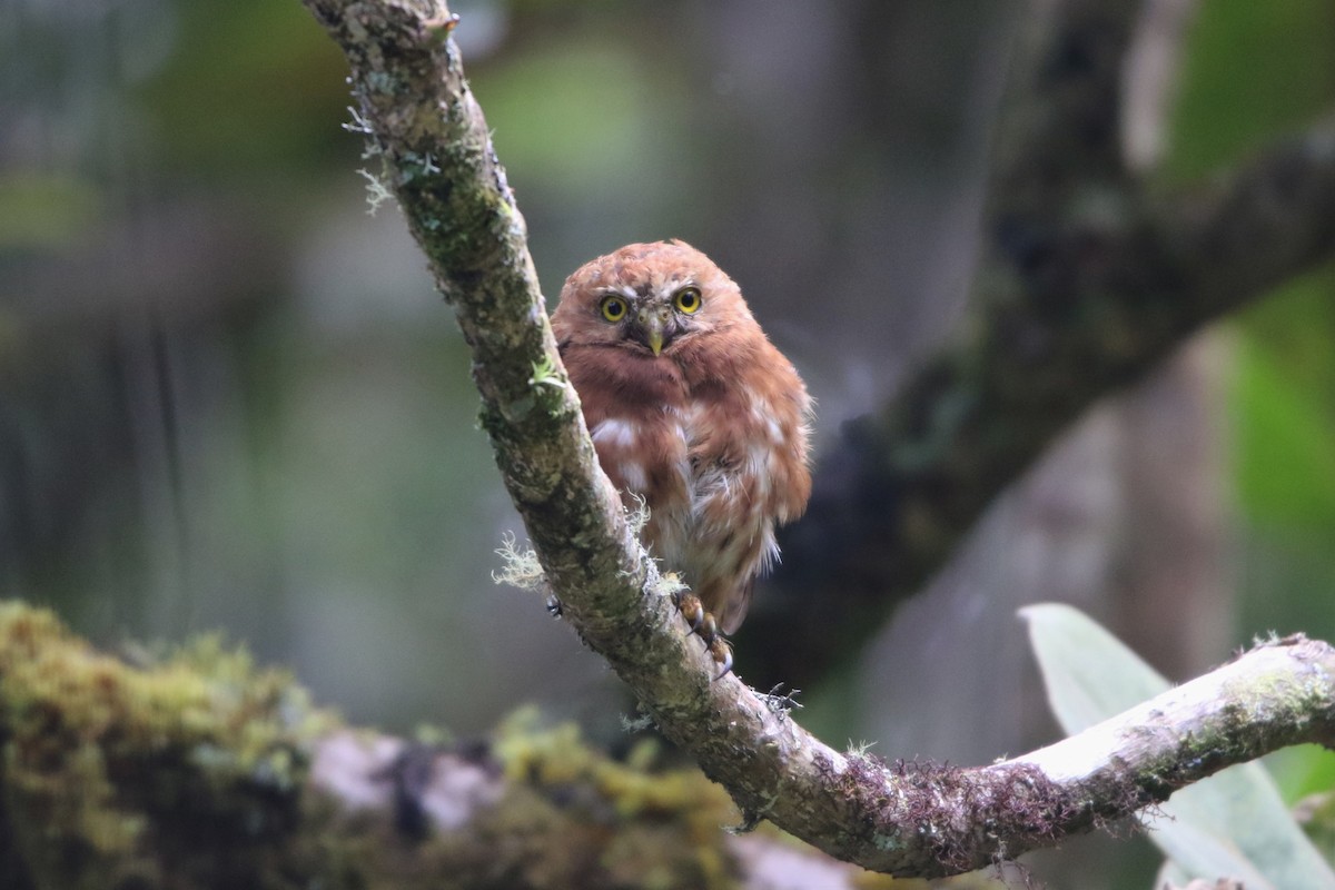 Costa Rican Pygmy-Owl - ML498424531