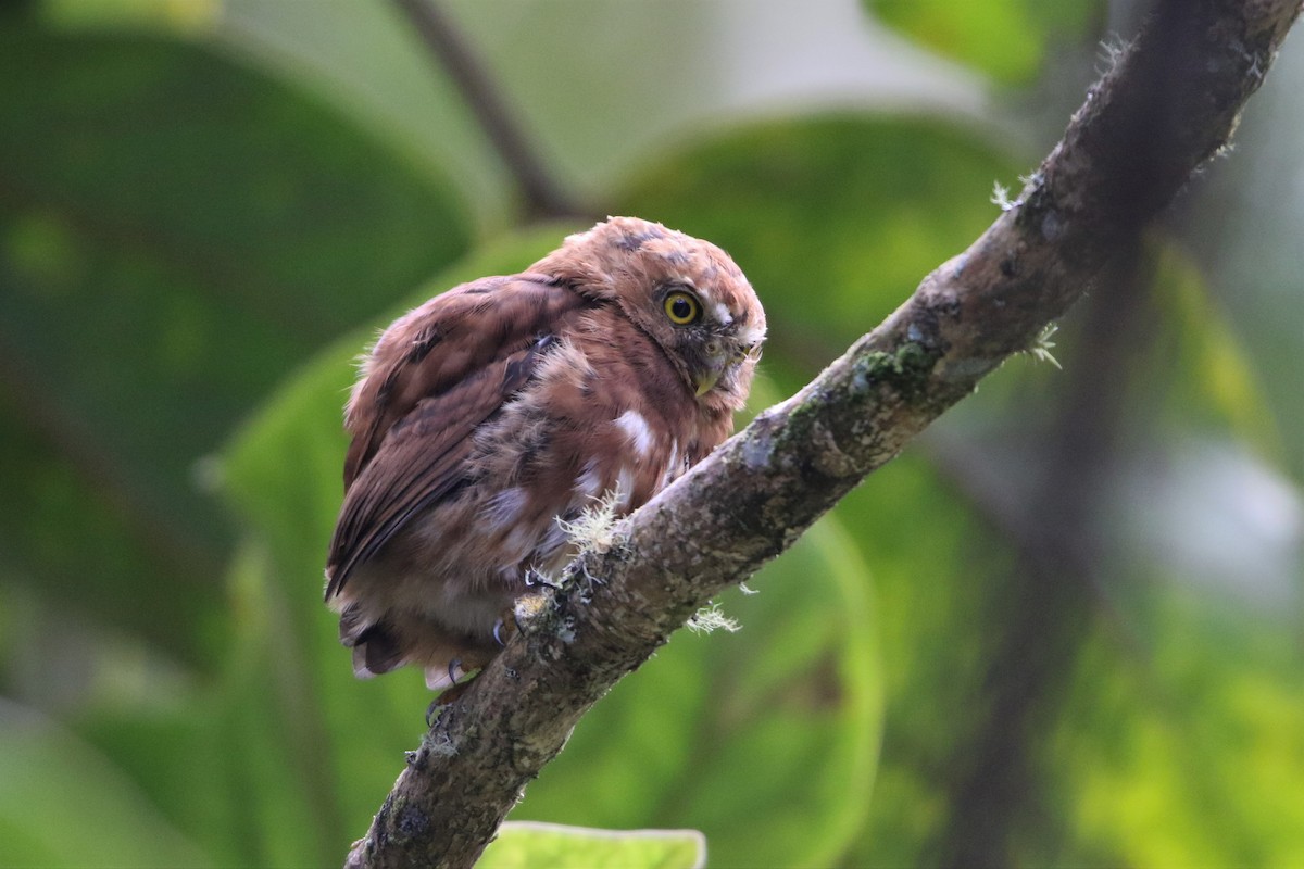 Costa Rican Pygmy-Owl - ML498424541