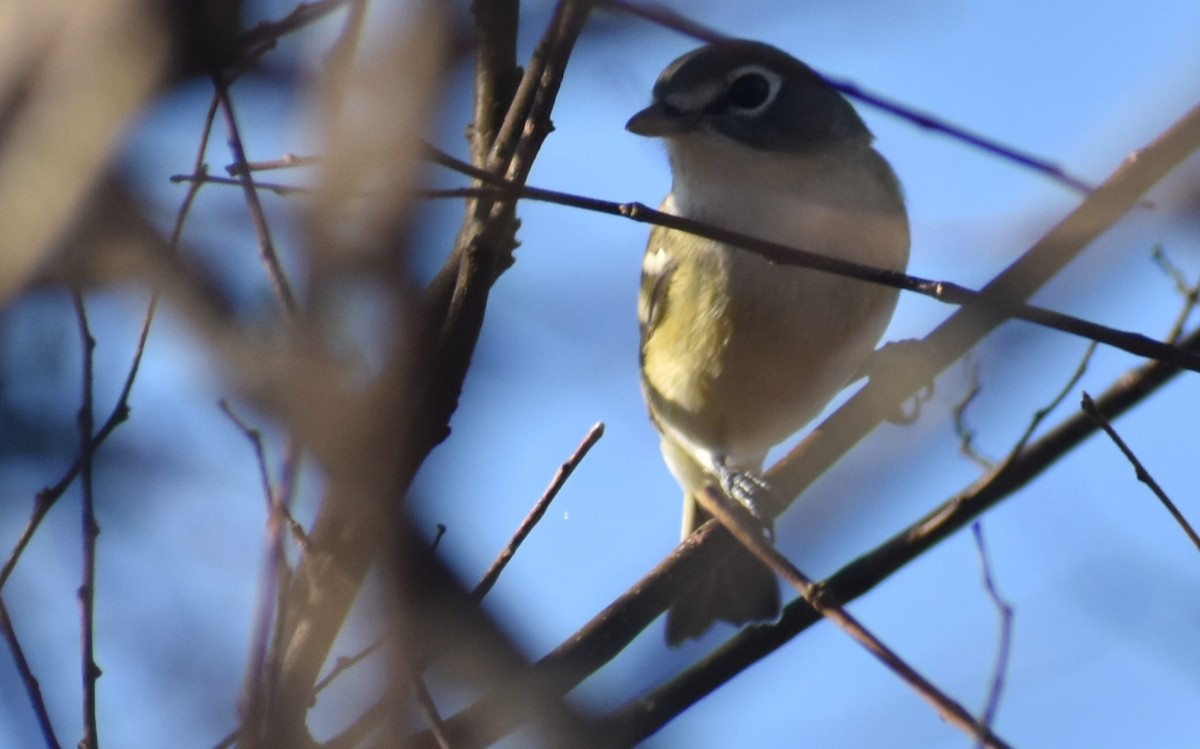 Blue-headed Vireo - Warren Rofe