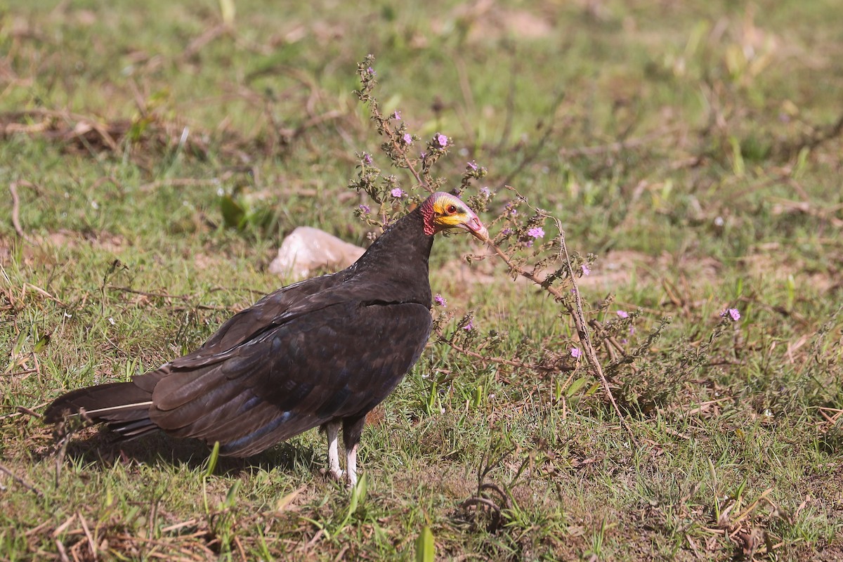 Lesser Yellow-headed Vulture - ML498426461