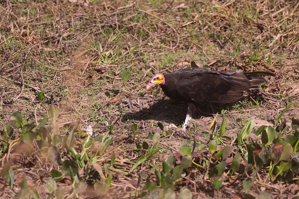 Lesser Yellow-headed Vulture - ML498426491