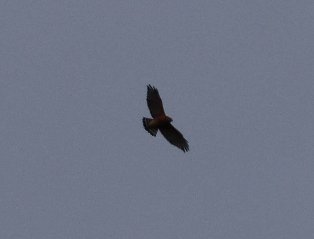 Red-shouldered Hawk - ML498430411