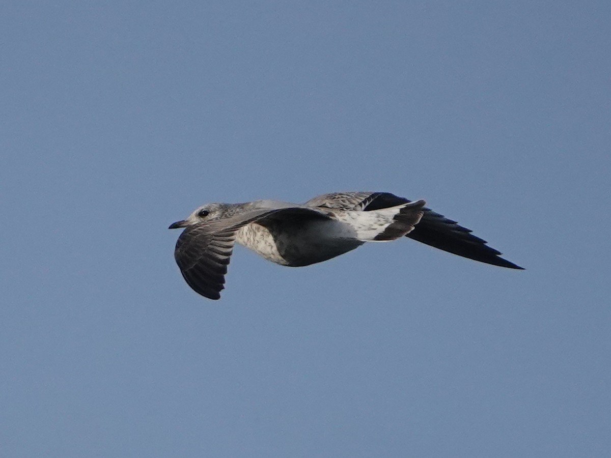 Common Gull - ML498431091