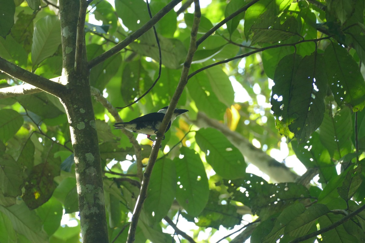 White-necked Puffbird - Robin Kretzschmar