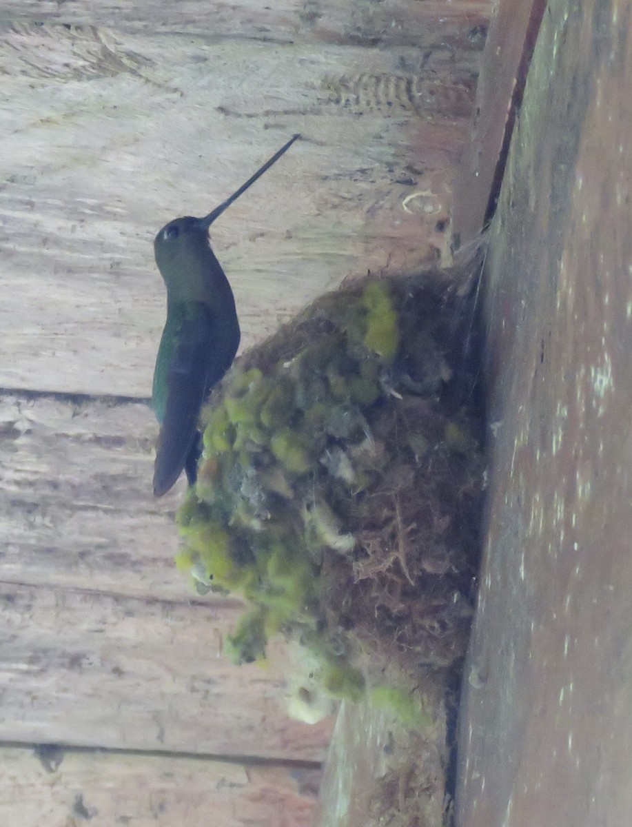 kolibřík zelenočelý - ML498431401