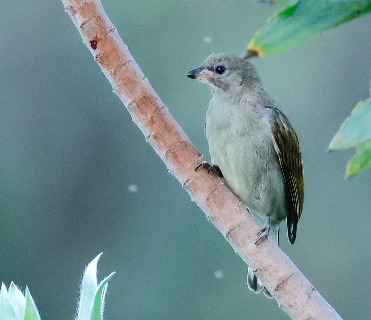 Lesser Honeyguide (Lesser) - ML498432131