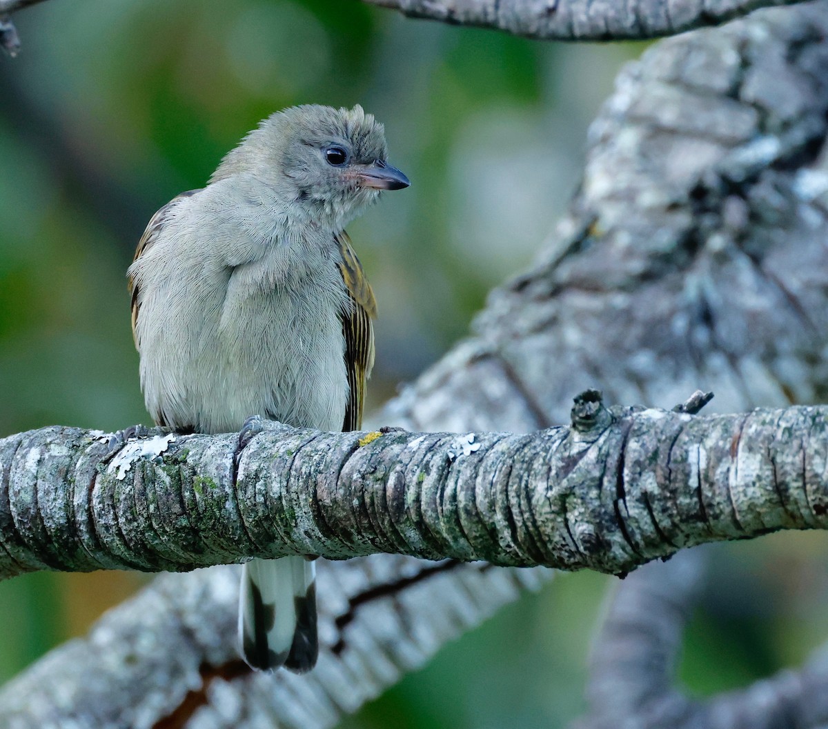 Lesser Honeyguide (Lesser) - ML498432161