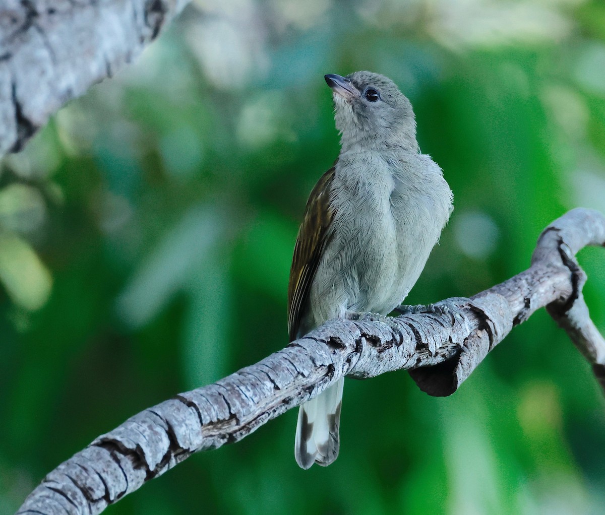 Lesser Honeyguide (Lesser) - ML498432171