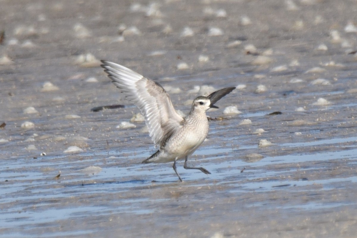 American Golden-Plover - ML498433711