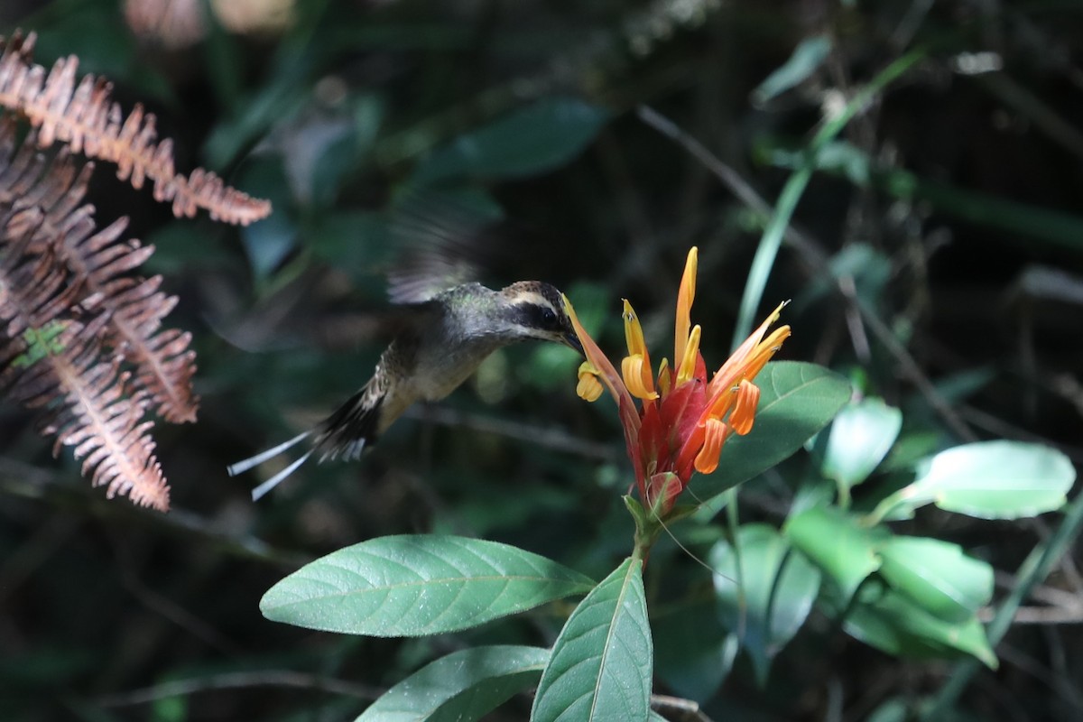 Scale-throated Hermit - ML498435701