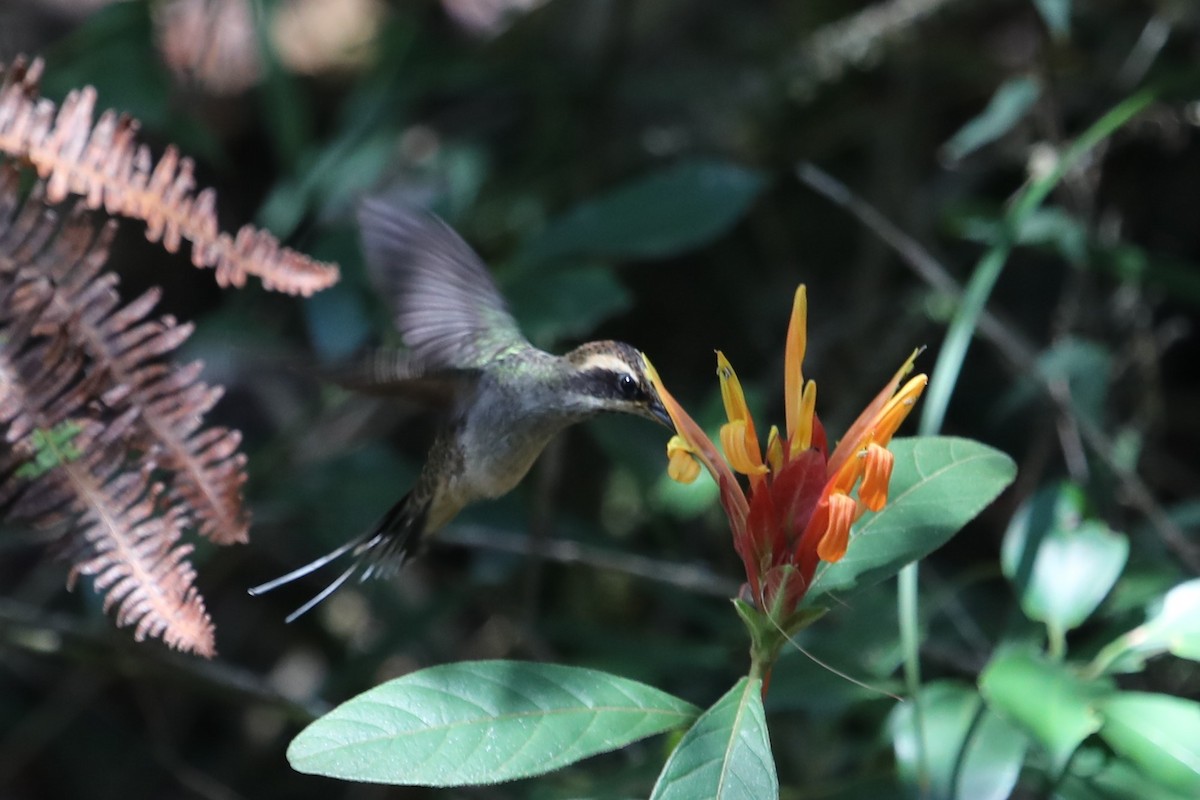 Scale-throated Hermit - ML498435731