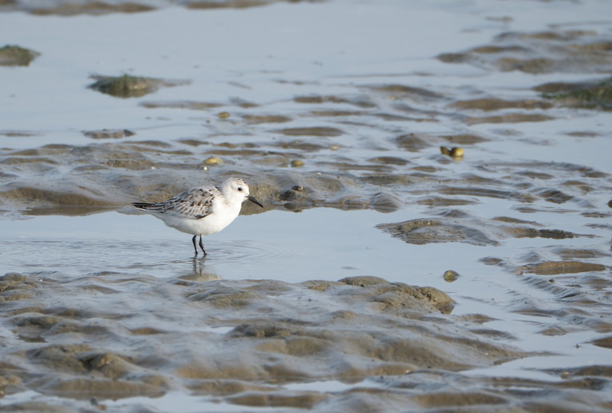 Sanderling - ML498436631