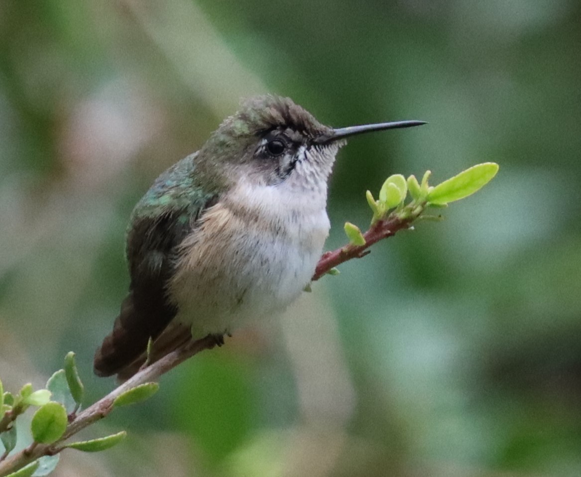 Calliope Hummingbird - ML498438761