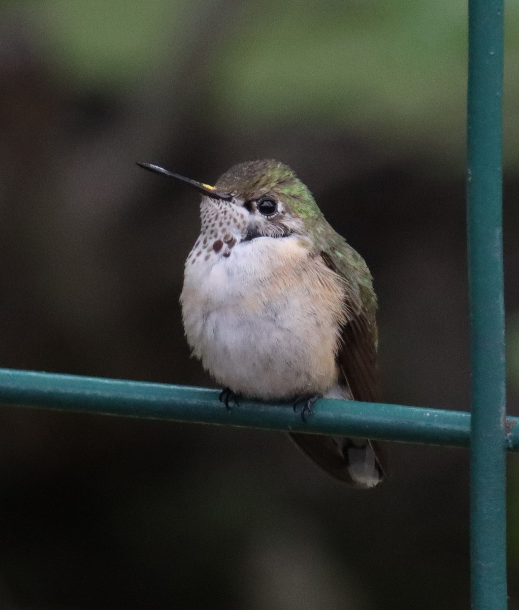 Calliope Hummingbird - ML498438771