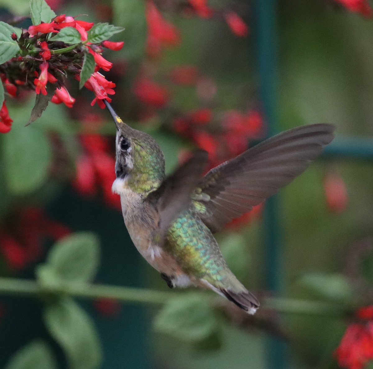 Calliope Hummingbird - ML498438781