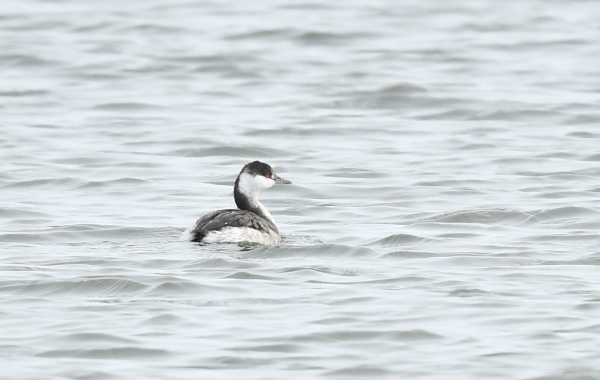 Horned Grebe - ML498439121