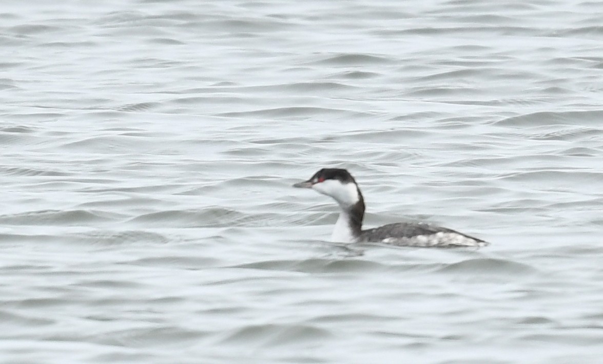 Horned Grebe - ML498439131