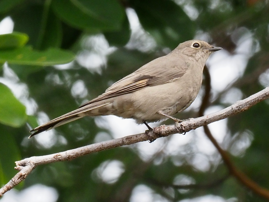 Townsend's Solitaire - ML498441131