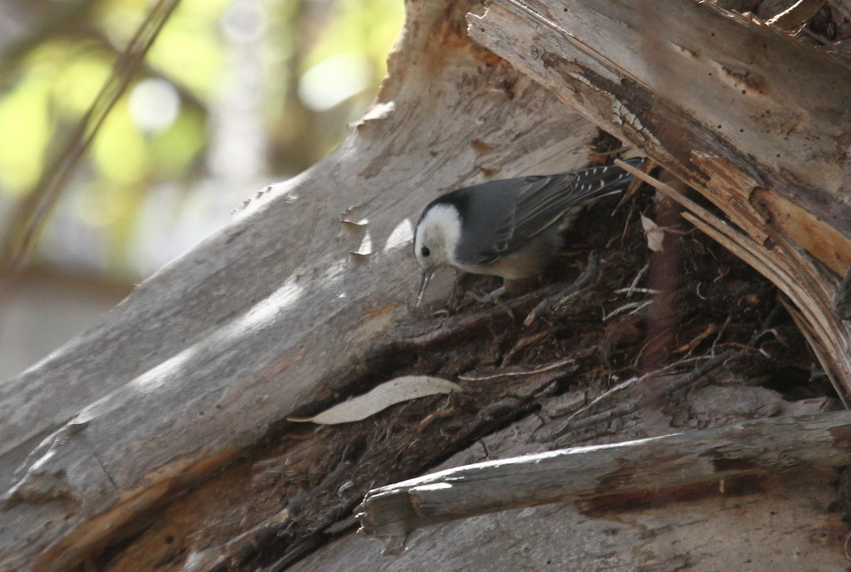 White-breasted Nuthatch - ML498441211