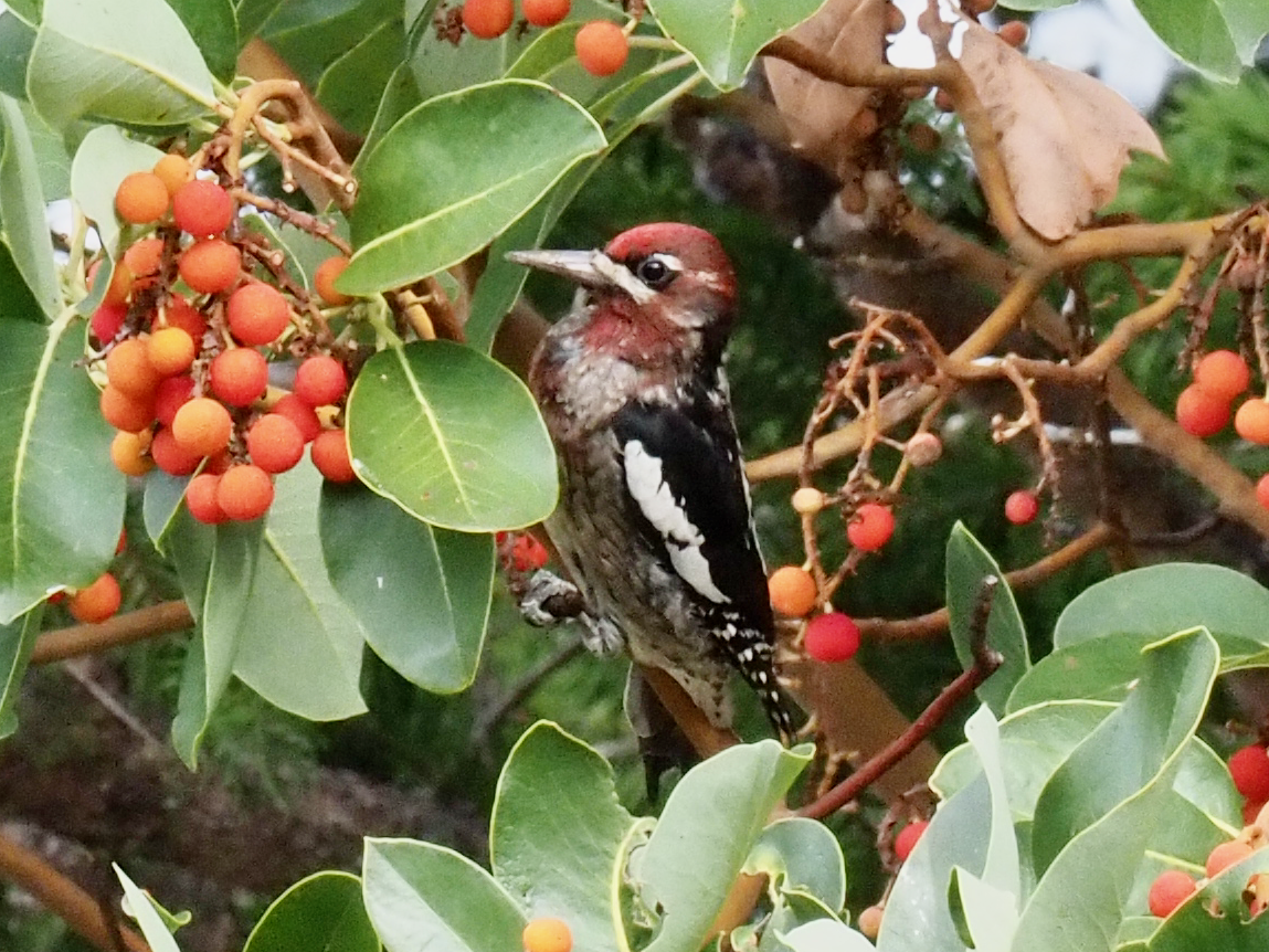 Red-breasted Sapsucker - ML498441321