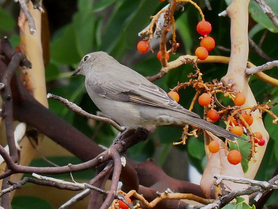 Townsend's Solitaire - ML498441551
