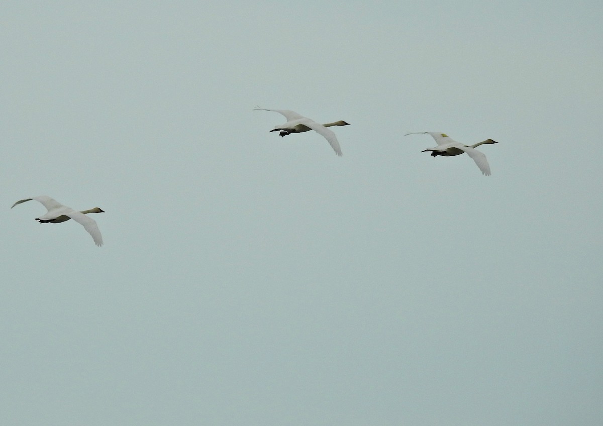 Trumpeter Swan - ML49844191