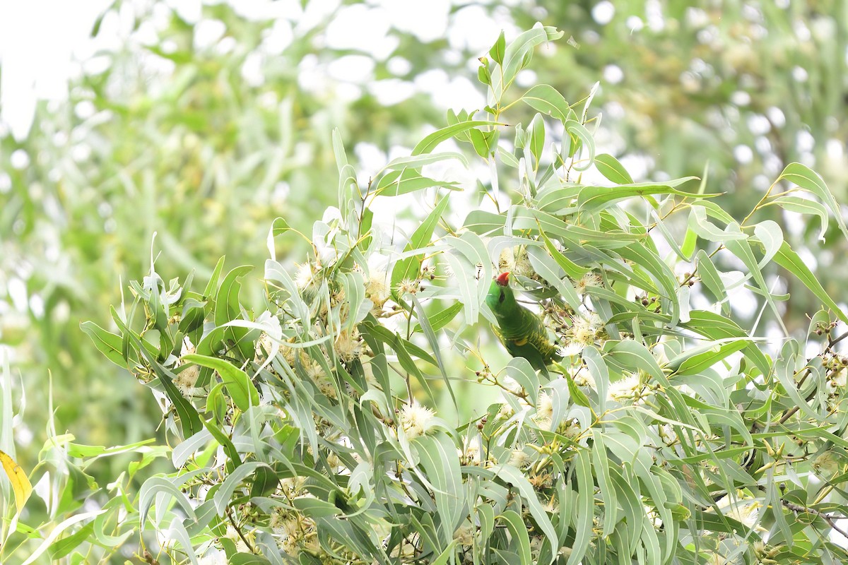 Scaly-breasted Lorikeet - ML498443051