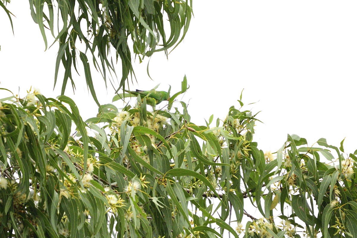 Scaly-breasted Lorikeet - ML498443161