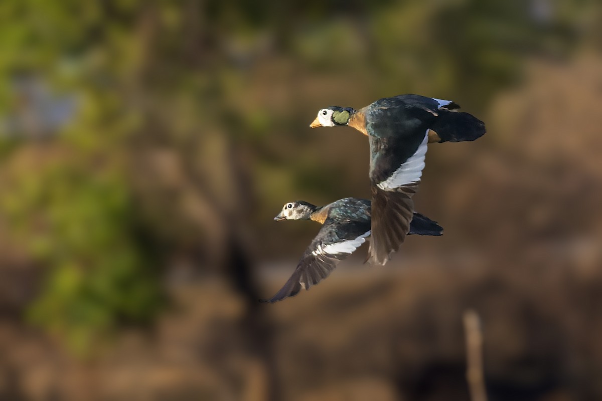 African Pygmy-Goose - ML498444811