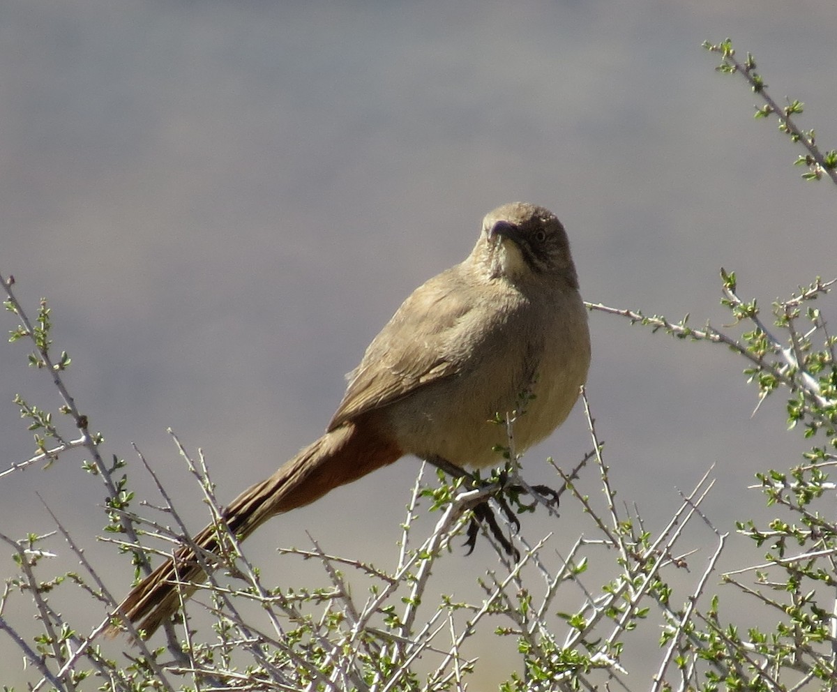 Crissal Thrasher - Robin Maercklein