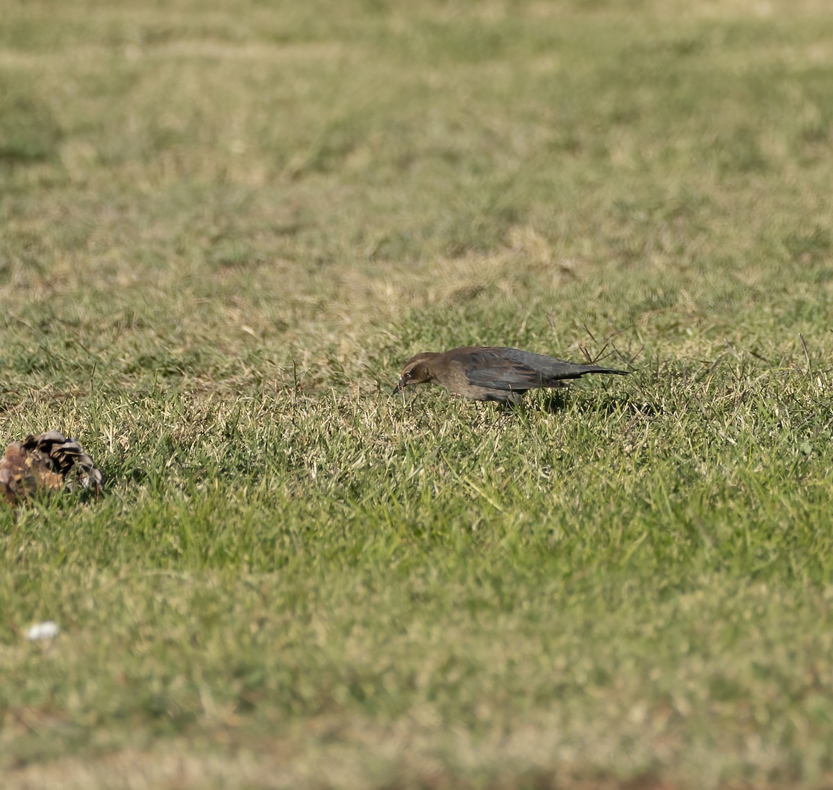 Rusty Blackbird - ML498448761