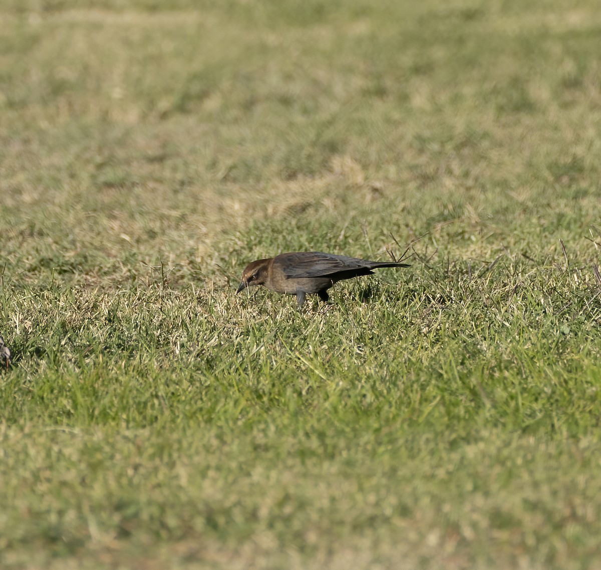 Rusty Blackbird - Jamie Chambers