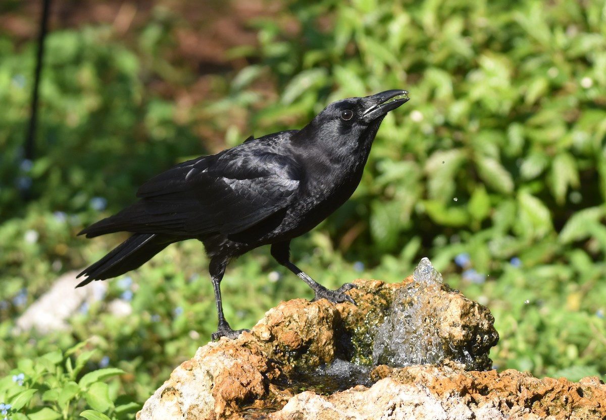 Corvus sp. (crow sp.) - ML498448891