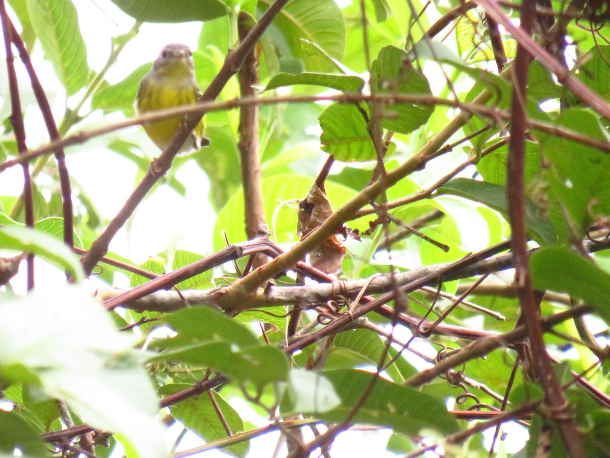 Magnolia Warbler - Carlos Sandoval