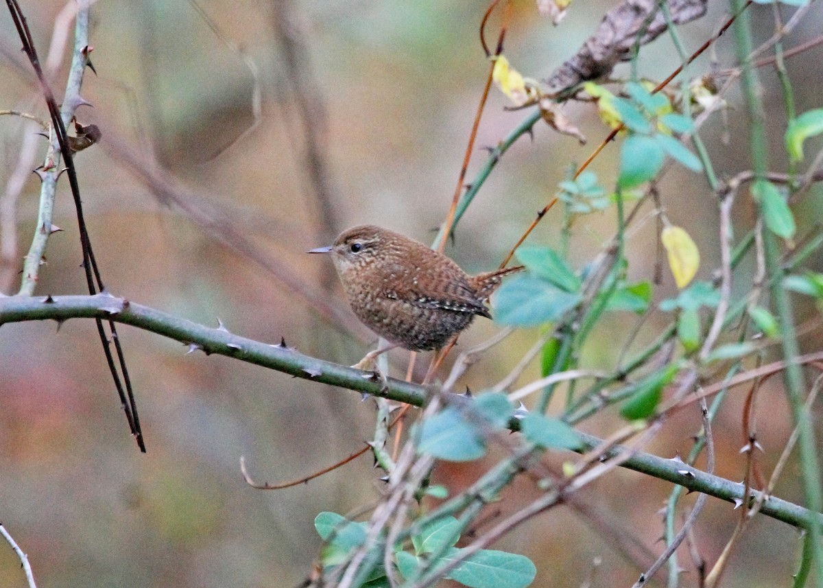 Winter Wren - ML498451301