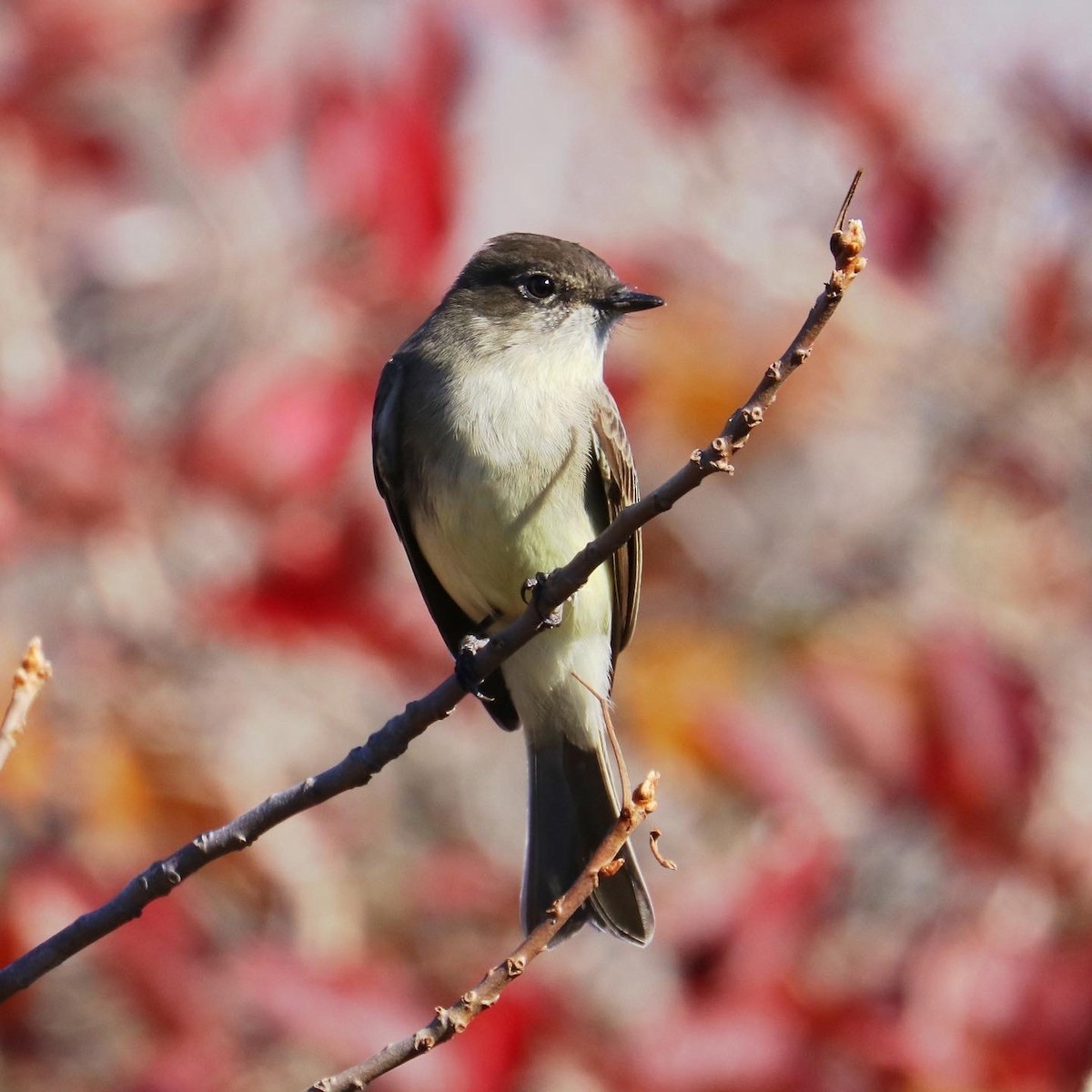 Eastern Phoebe - ML498451701