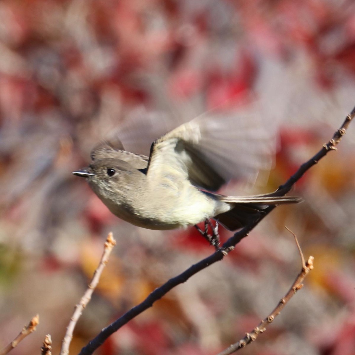 Eastern Phoebe - ML498451711