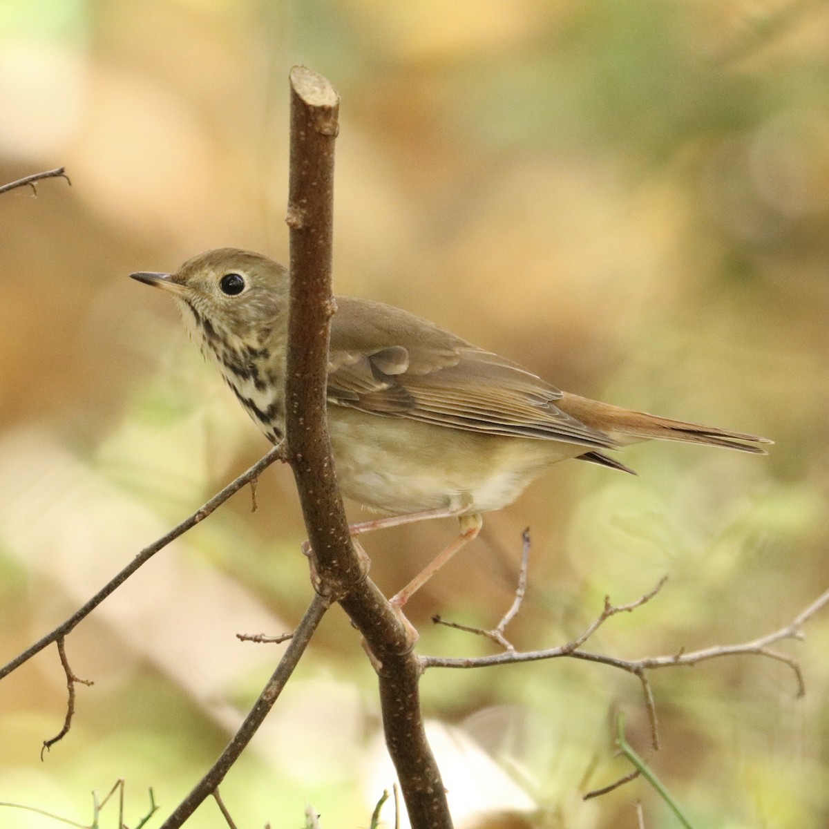 Hermit Thrush - ML498451761