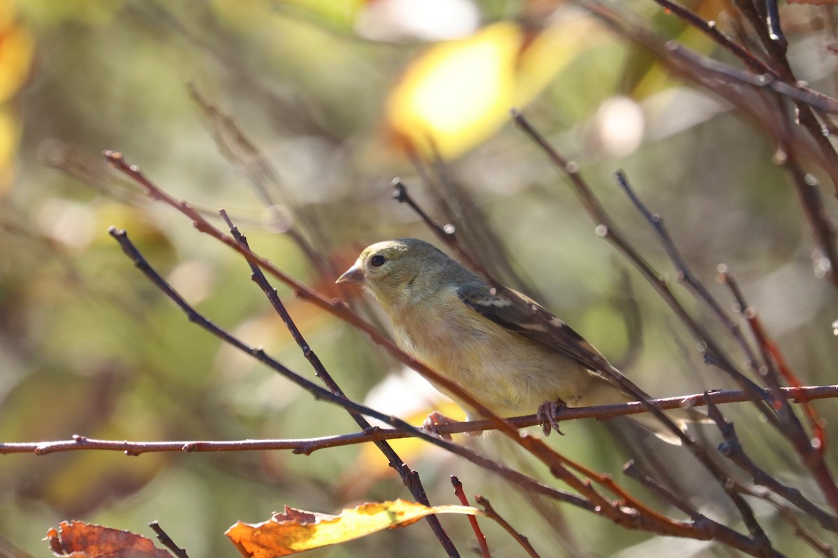 American Goldfinch - ML498451781