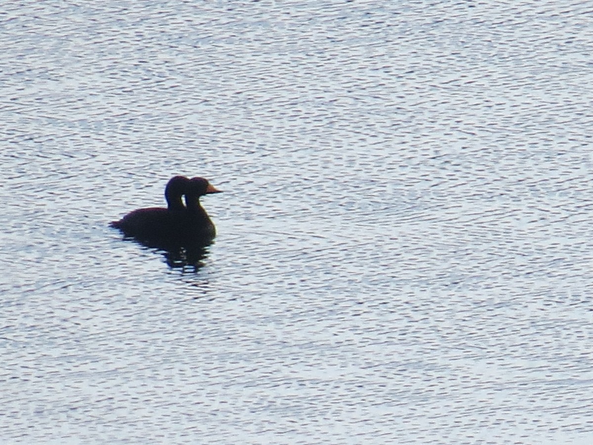 Black Scoter - ML498452671