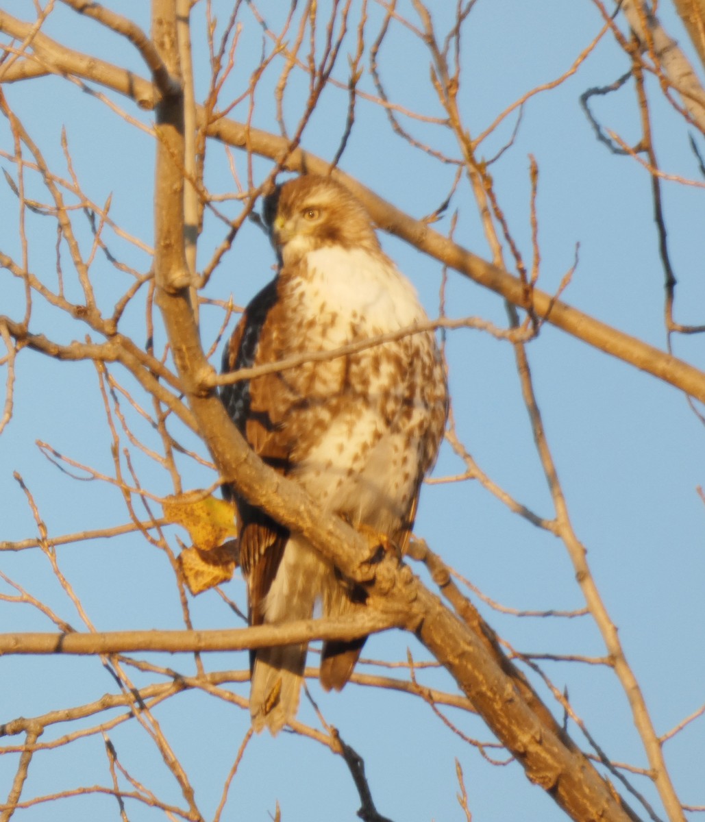 Red-tailed Hawk - ML498453451
