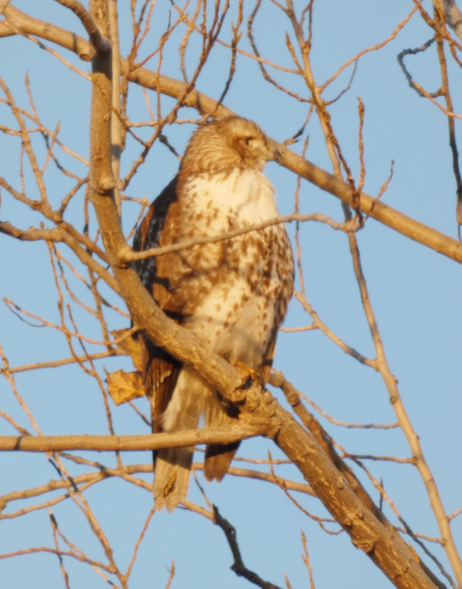 Red-tailed Hawk - ML498453501